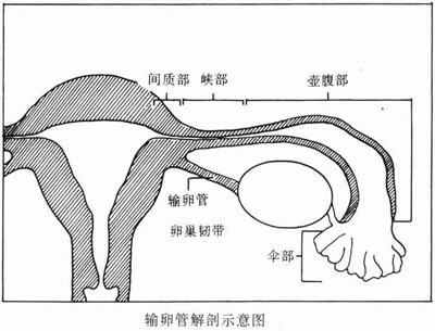 输卵管炎怎么治疗
