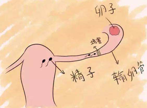 输卵管不通的危害有哪些